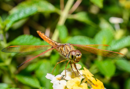 close up of  resting dragonfly on flower