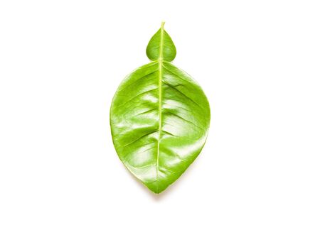 Leaf of Pomelo Isolate on white backgroundの写真素材