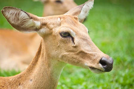 Beautiful deer closeupの写真素材