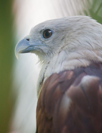 Brahminy Kite close up