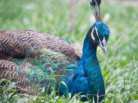 Peacockの写真素材