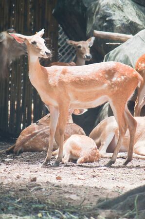 Brow-antlered deerの写真素材