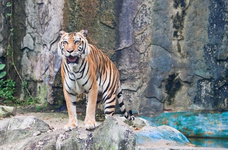 Sumatran tigerの写真素材