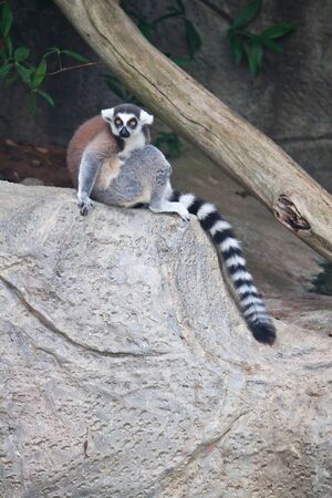 Beautiful lemurの写真素材