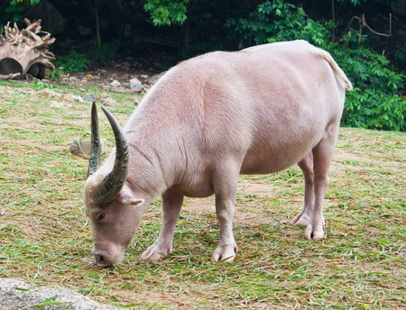 Albino buffaloの写真素材