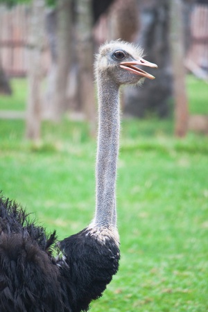 Ostrich head