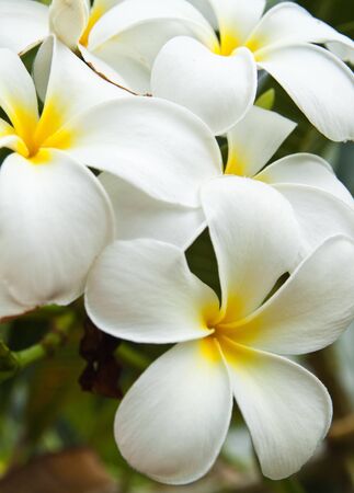 white plumeria flowersの写真素材