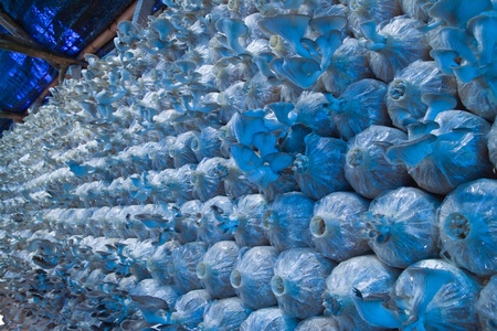 Mushroom farmの写真素材