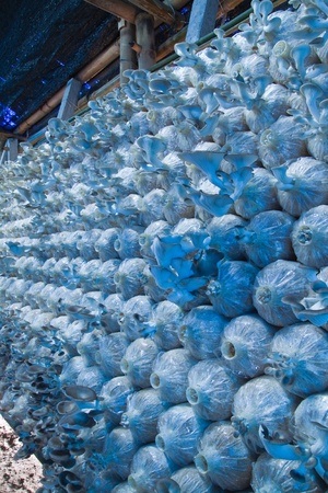 Mushroom farmの写真素材