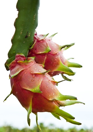 dragon fruit on a tree isolate on white backgroundの写真素材
