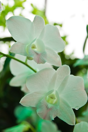 Beautiful White orchidの写真素材