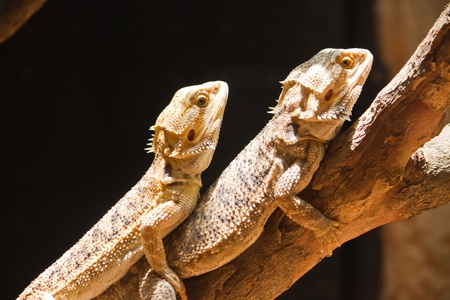 Mating of Bearded dragons (pogona vitticeps)の写真素材