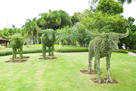 group of dwarf into buffalo in the parkの写真素材