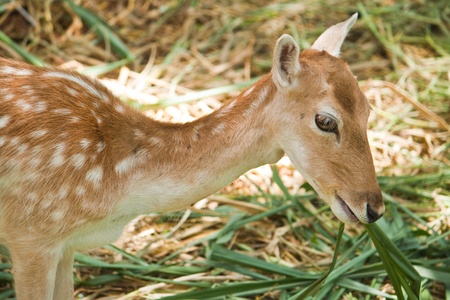 Young fallow deer  close upの写真素材