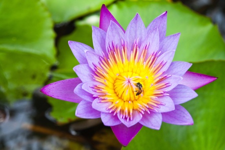 Purple water lilly on water background with leaves.の写真素材