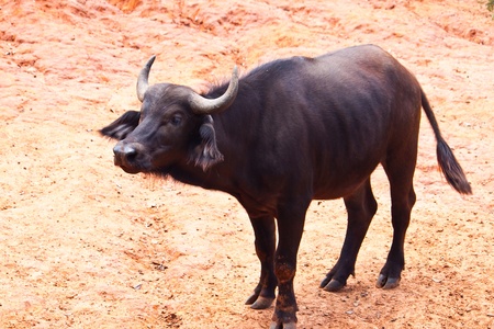 African Baffalo close up
