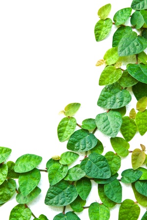 The Green Creeper Plant on the wall for background.の写真素材