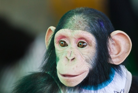 Young Chimpanzee smilingの写真素材