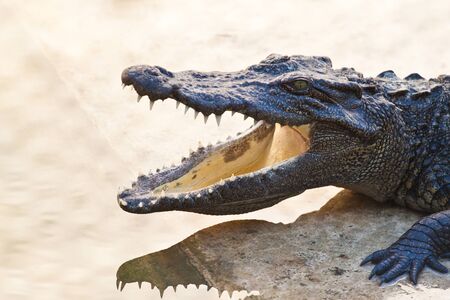 Young Crocodiles restingの写真素材