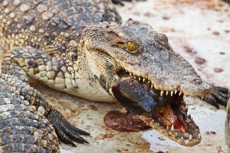 Lunch with Crocodileの写真素材
