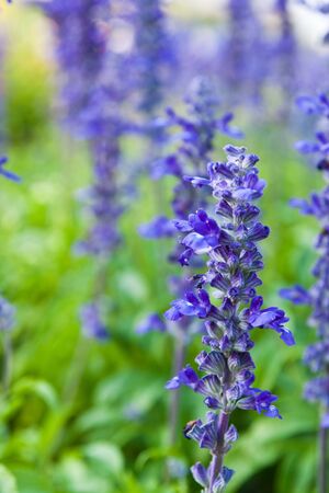 Purple tropical flower,abstract for backgroundの写真素材