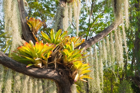 Green plant flower on dead treeの写真素材