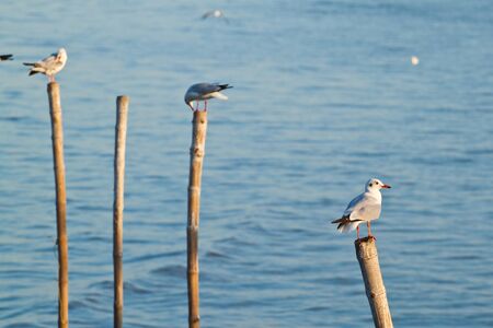 Seagulls on Old Wooden Pillarsの写真素材