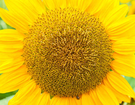 Sunflower close up