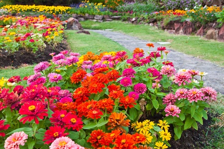 colorful  flower in the gardenの写真素材