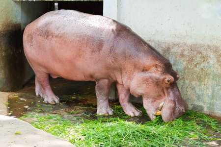 Hippopotamus eating grassの写真素材