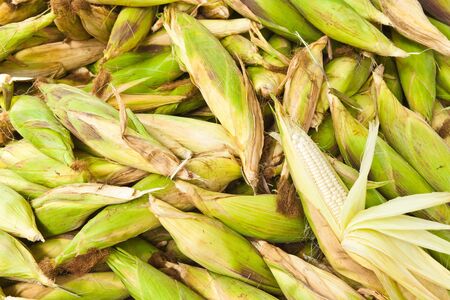 Pile of fresh corn vegetable. の写真素材