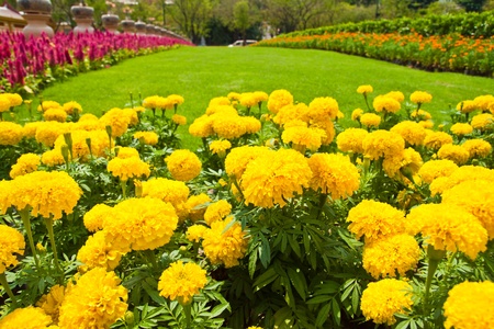Yellow marigold and colorful flower in garden
の写真素材
