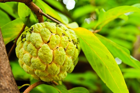 Fresh sugar apple on treeの写真素材