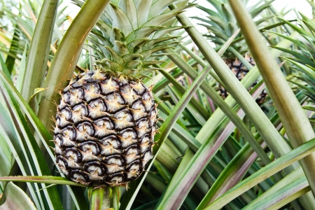 Pineapple plant 