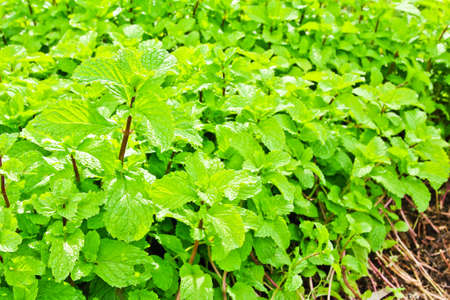 Fresh green mint plant