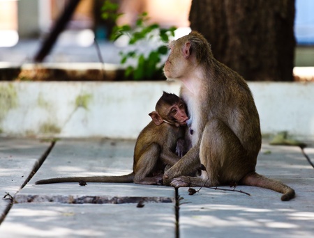 Mother monkey is breastfeeding her baby