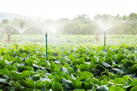 sprinkler irrigation in cauliflower field の写真素材