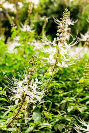 Orthosiphon Stamineus, Kind ofThailand Herbs,Thailand call cat whiskerの写真素材