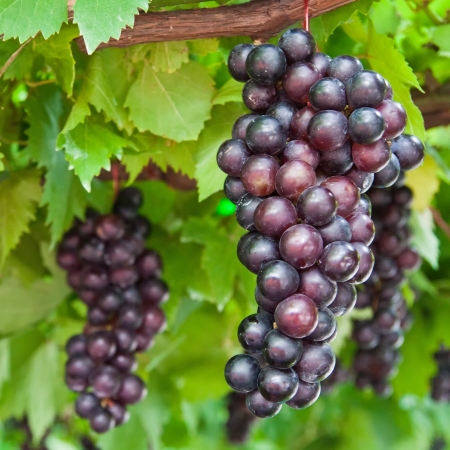ripening grape clusters on the vine の写真素材