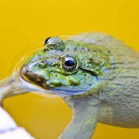 Edible frog in pond close up