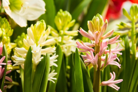 kind of colorful tulip in farmの写真素材