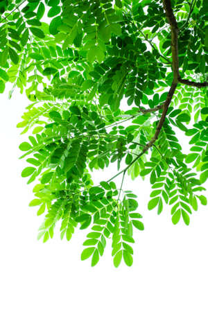 Green leave on white background 