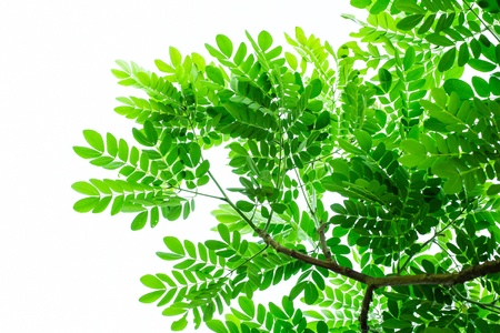 Green leave on white background の写真素材