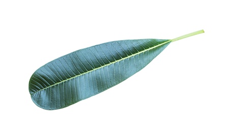 Plumeria leaves isolated on white background with clipping path