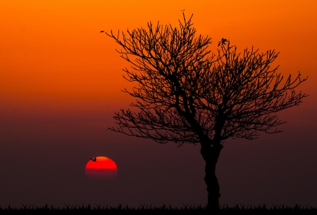 silhouettes of dead tree against sunset background の写真素材