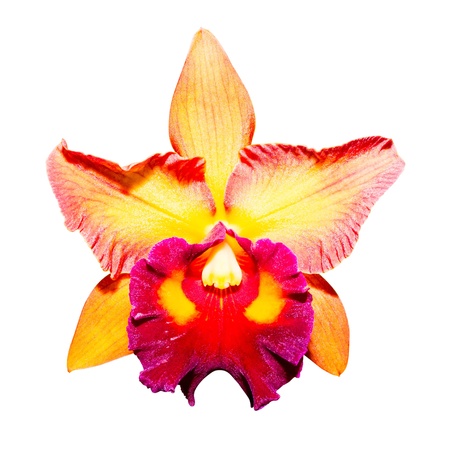 yellow orchid isolated on white background with clipping pathの写真素材