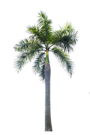 Palm tree isolated on white background の写真素材