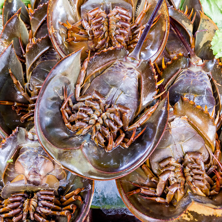 fresh horseshoe crab in marketの写真素材