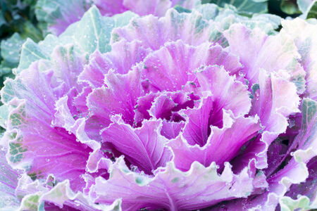 decorative purple cabbage or kale in garden