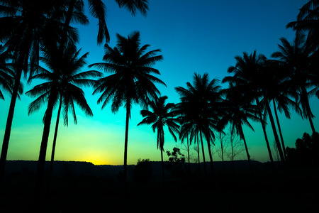 palm trees silhouette on beautiful sunset backgroundの写真素材